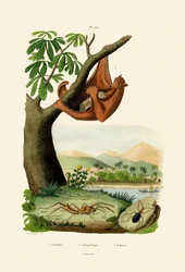 Lémur Volador